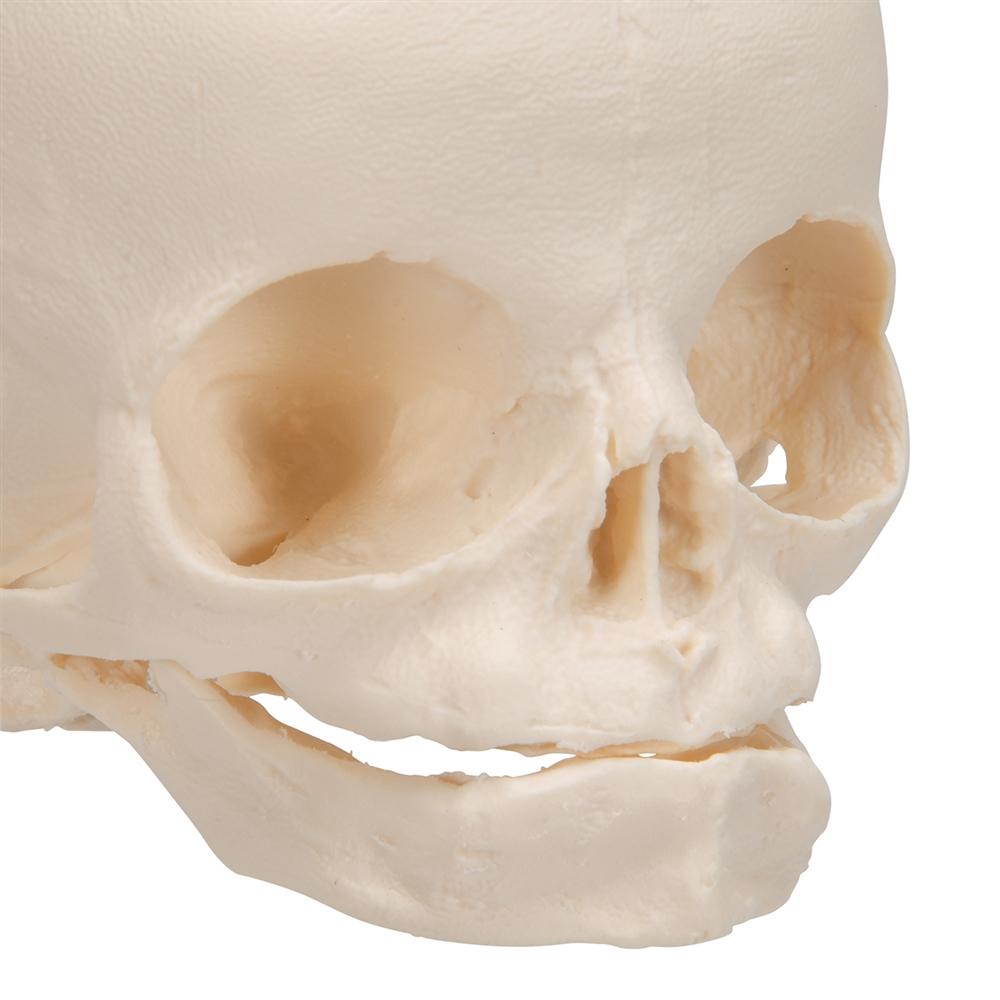 30 Week Fetal Skull Model - Accurate Pregnancy Development Anatomy for Medical Students & Educators | Perfect for Classrooms, Labs & Study