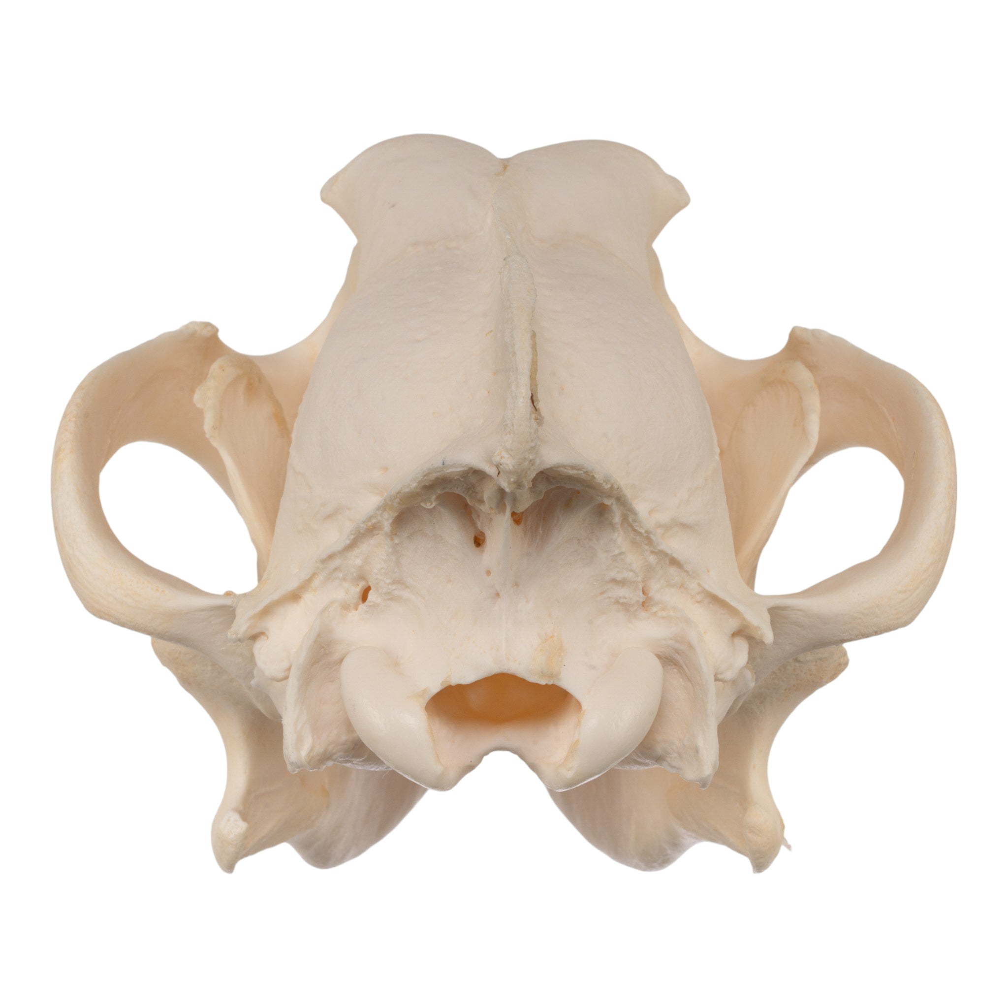 Authentic Gray Wolf Skull Replica - High-Quality Taxidermy Specimen for Home Decor, Gothic Display & Educational Use
