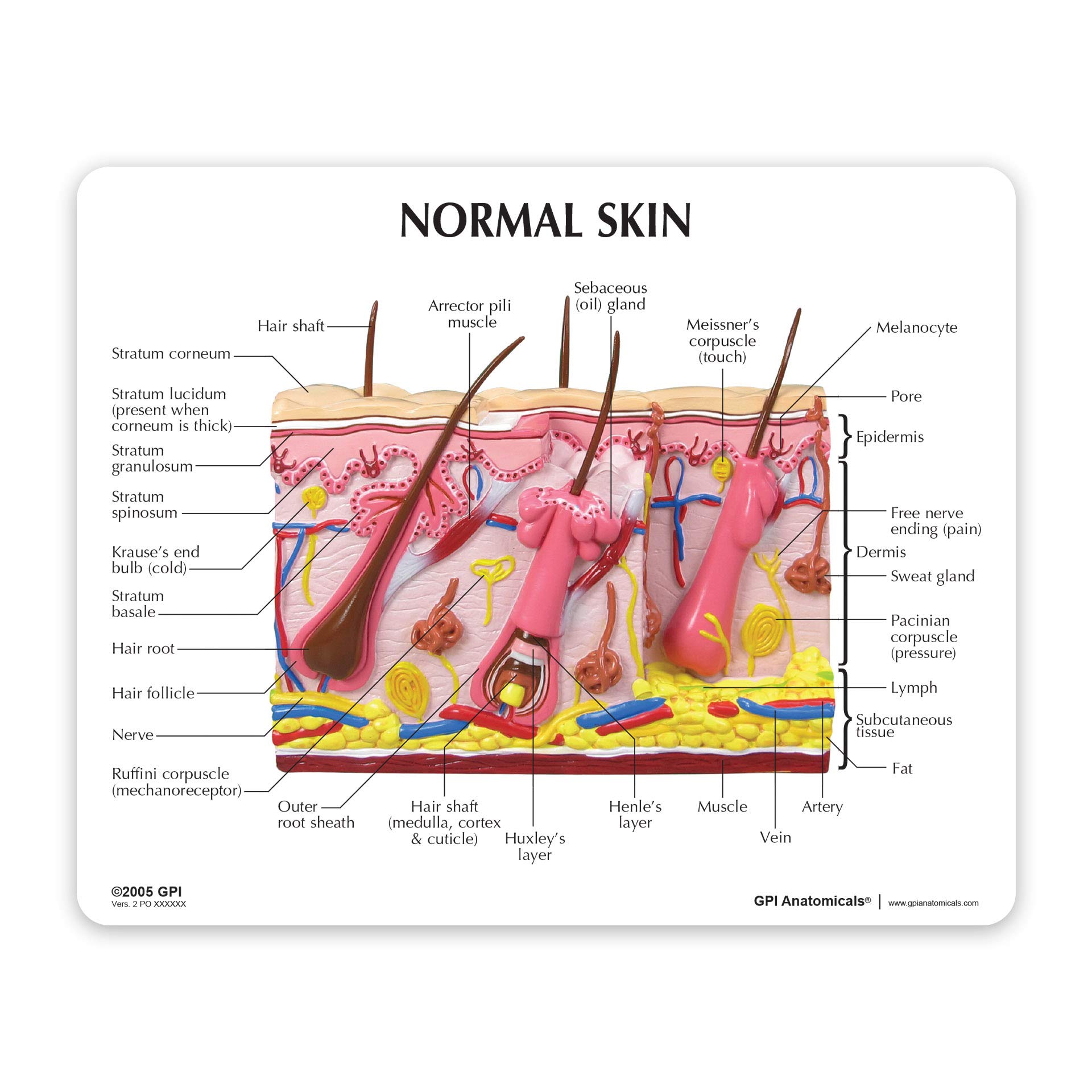 GPI Anatomicals - Aging Skin and Hair Loss Model, Human Anatomy Replica for Medical Education | Shows Aging vs Normal Skin | Ideal for Doctor Offices, Medical Schools & Physiology Learning | Perfect for Dermatology Training & Patient Education