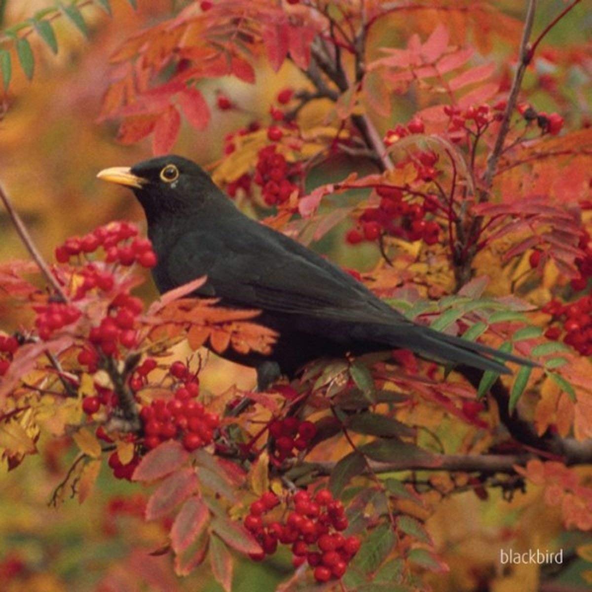 Blackbird Sound Greeting Card - Musical Birthday & Anniversary Card with Chirping Bird Sounds - Perfect for Special Occasions, Gifts & Home Decor