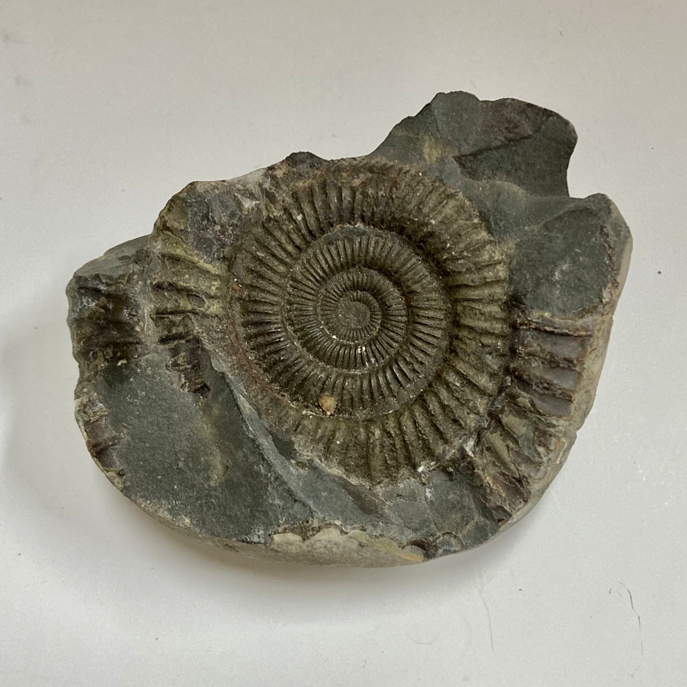 Authentic Ammonite Fossil - Dactylioceras sp. Specimen for Collectors, Home Decor & Educational Use | Perfect for Geology Enthusiasts, Classroom Display & Unique Gift Idea