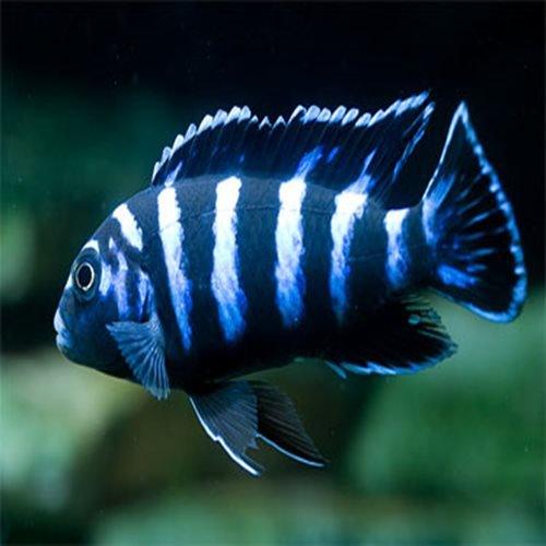Demanson's Cichlid Fish - Pseudotropheus demasoni - Live Freshwater Aquarium Fish for African Cichlid Tanks & Aquascaping