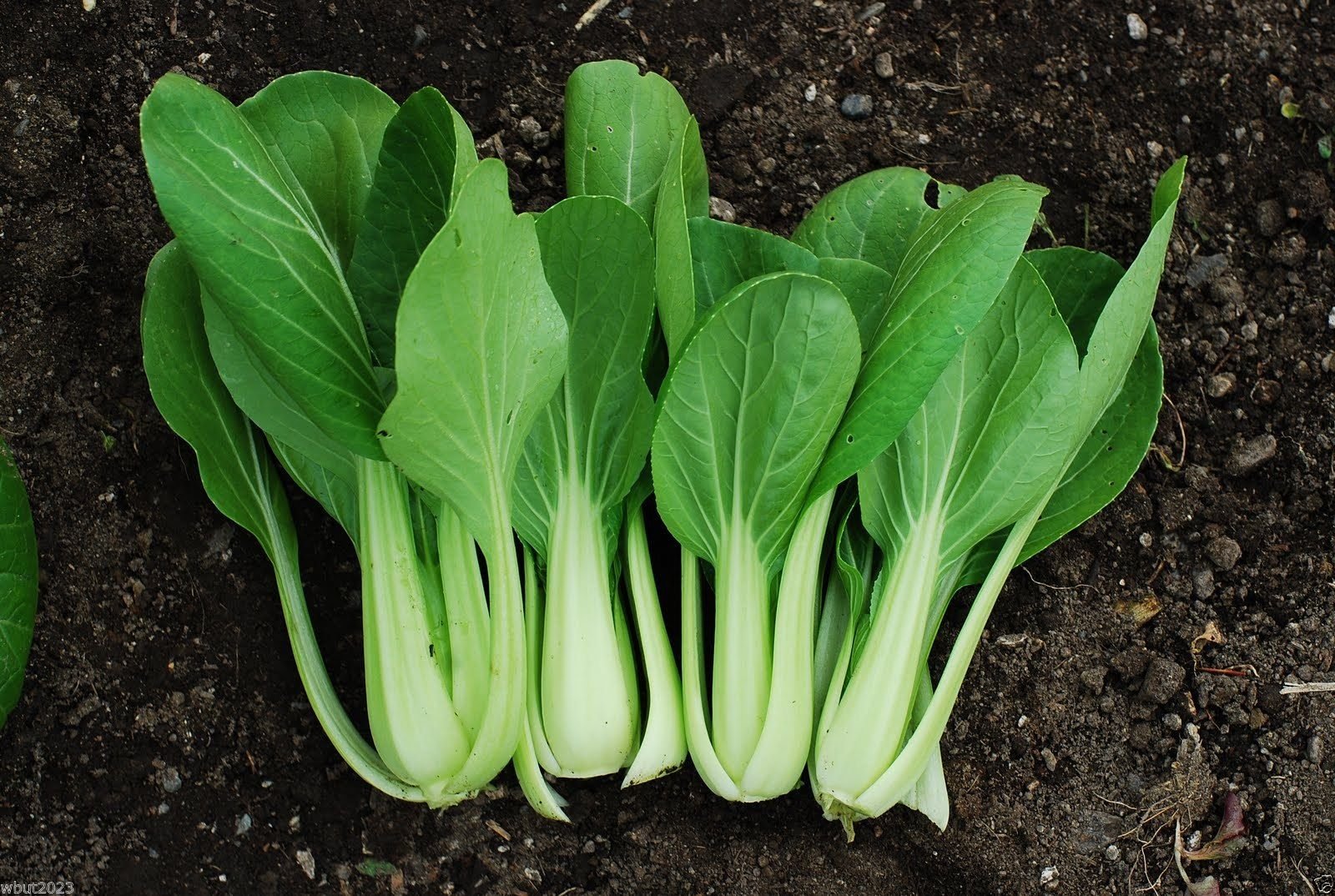 Organic Pak Choi Chinese Cabbage Seeds - 2000 Non-Heading Leafy Vegetable Seeds for Home Garden, Asian Cooking & Healthy Salads