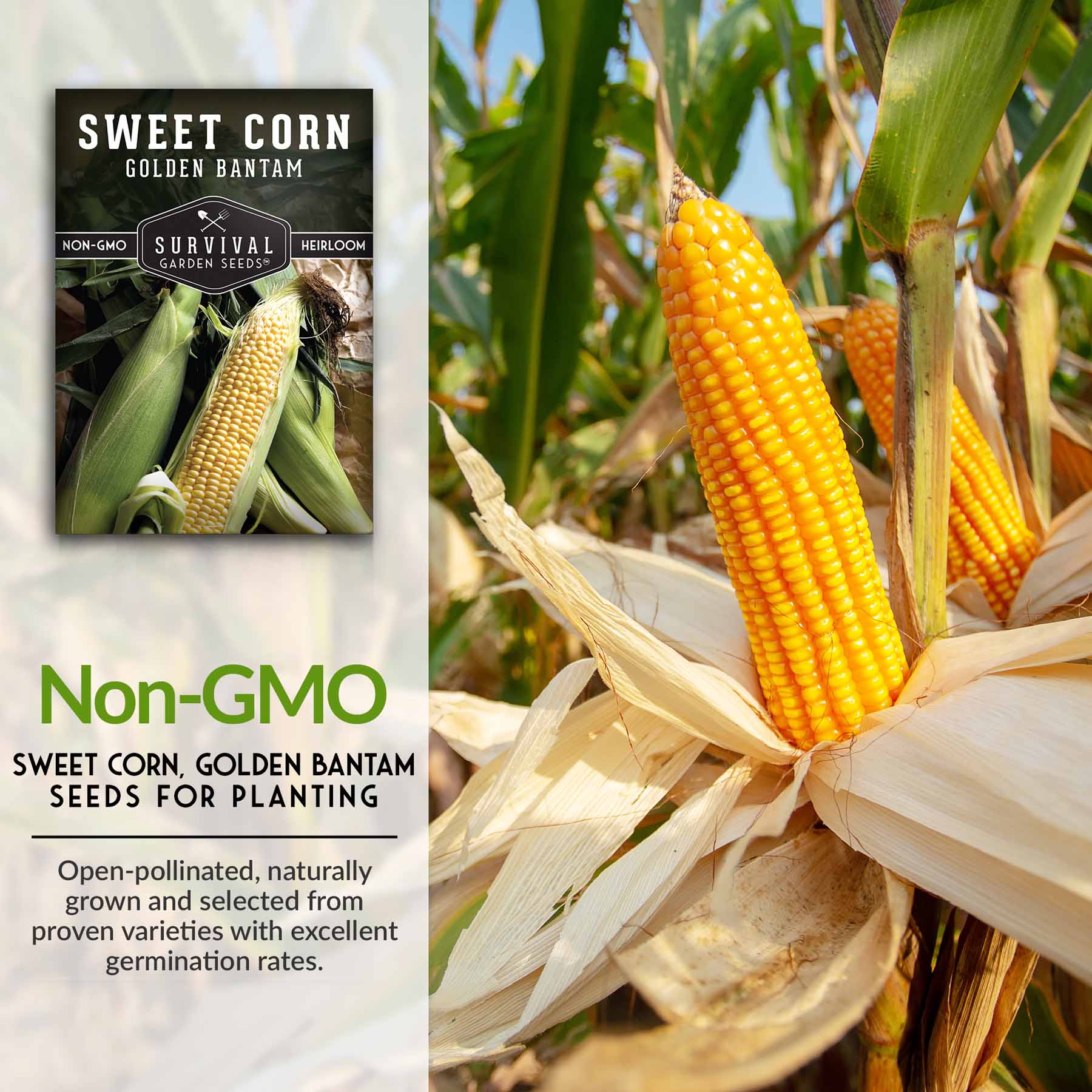 Non-GMO Golden Bantam Sweet Corn Seeds for Planting - Heirloom Open Pollinated Vegetable Garden Seeds - Perfect for Home Gardens, Farms & Sustainable Agriculture