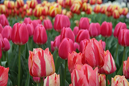 20x30 Inch Laminated Tulip Poster - Vibrant Keukenhof Holland Flower Art Print for Home & Office Decor - Perfect for Living Room, Bedroom, or Gift