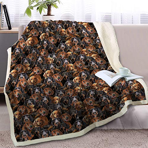 Dachshund
