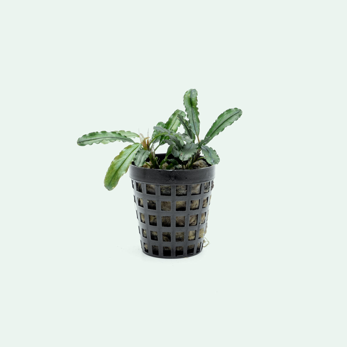 Bucephalandra Theia Green Aquatic Plant for Aquascaping - Perfect for Freshwater Aquariums & Fish Tanks
