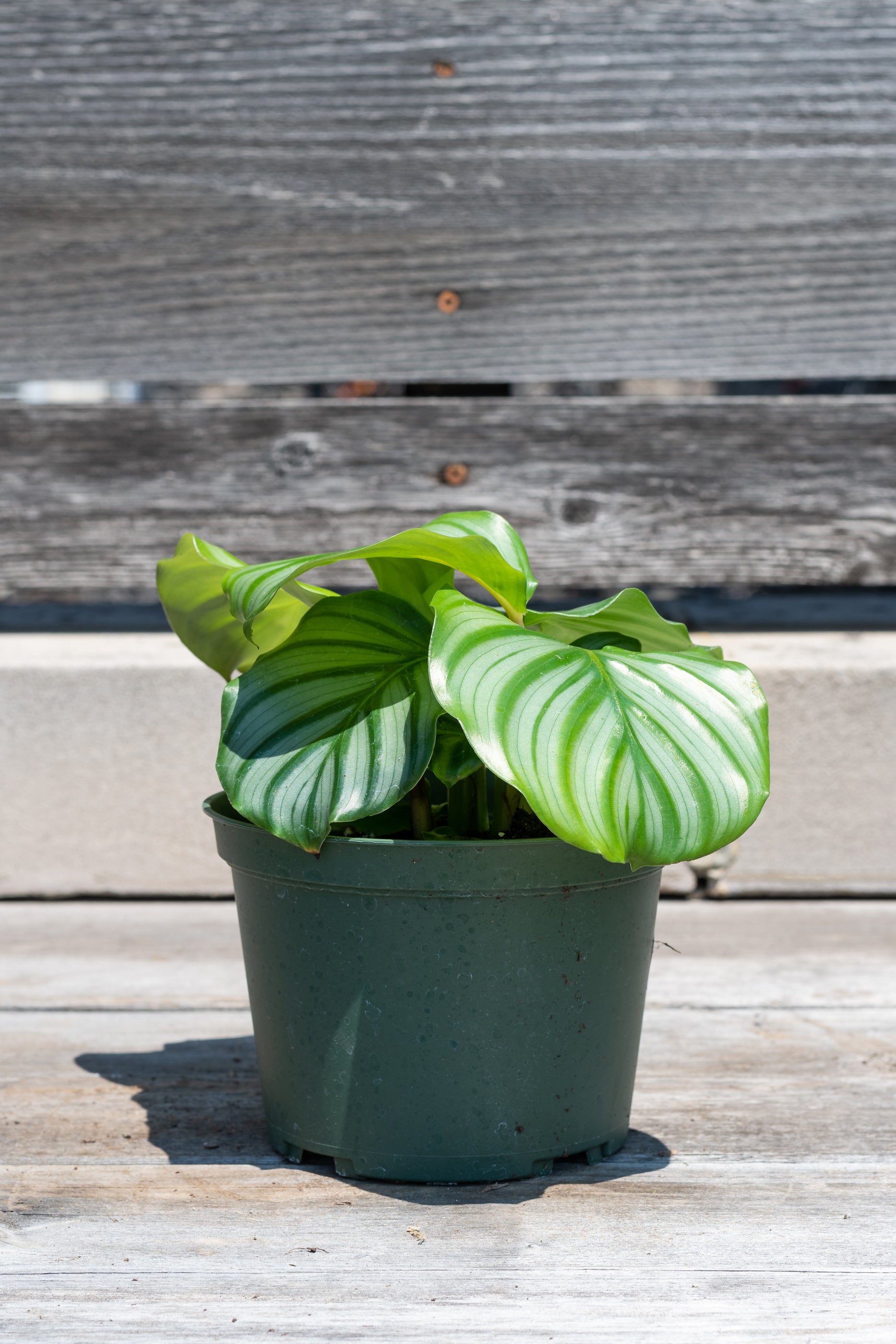 Calathea Orbifolia Prayer Plant - 6 Inch Indoor Houseplant for Home & Office Decor | Perfect for Low Light Spaces, Air Purifying, and Gift Giving