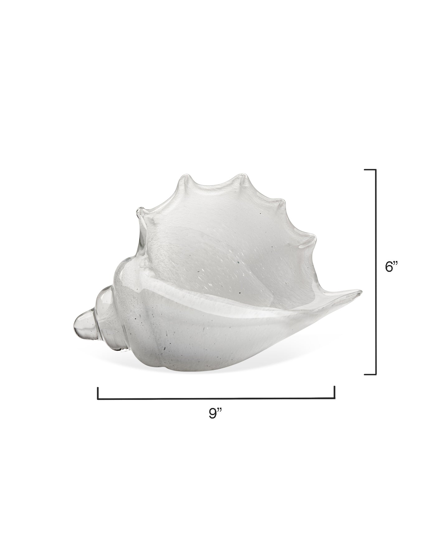 Premium Triton Shell White - Natural Seashell Decor for Beach Themed Parties, Coastal Home Decor & DIY Crafts