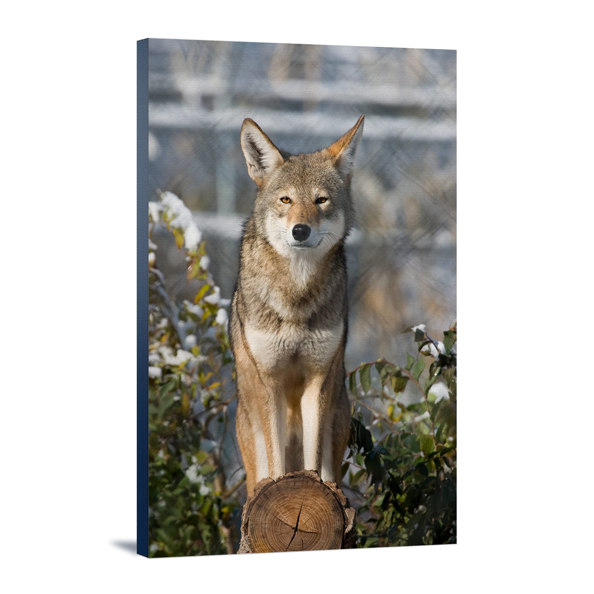 Lantern Press Coyote Wall Art - 16x24 Wrapped Canvas Print - Southwestern Desert Wildlife Home Decor - Perfect for Living Room, Bedroom or Office