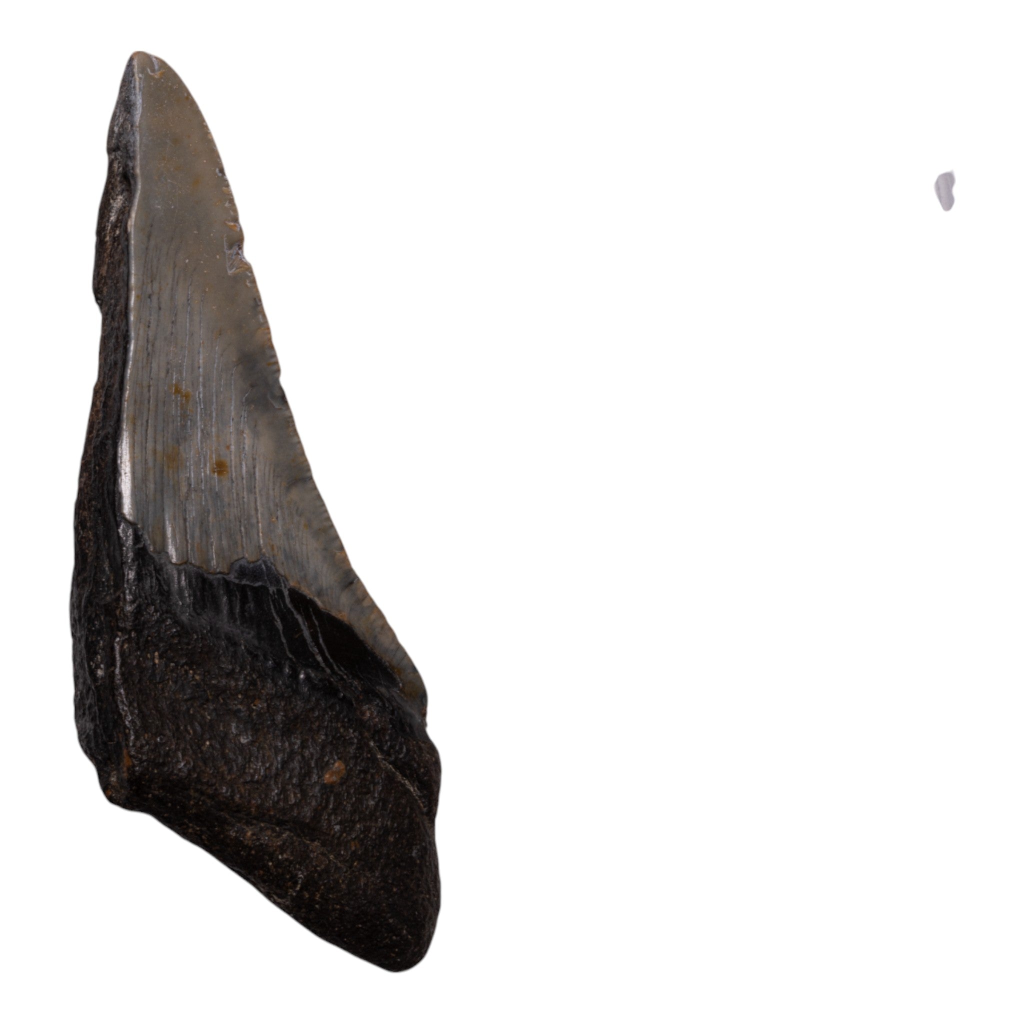 Authentic Megalodon Shark Tooth Fossil - Half Size - Perfect for Collectors, Jewelry Making, and Educational Displays