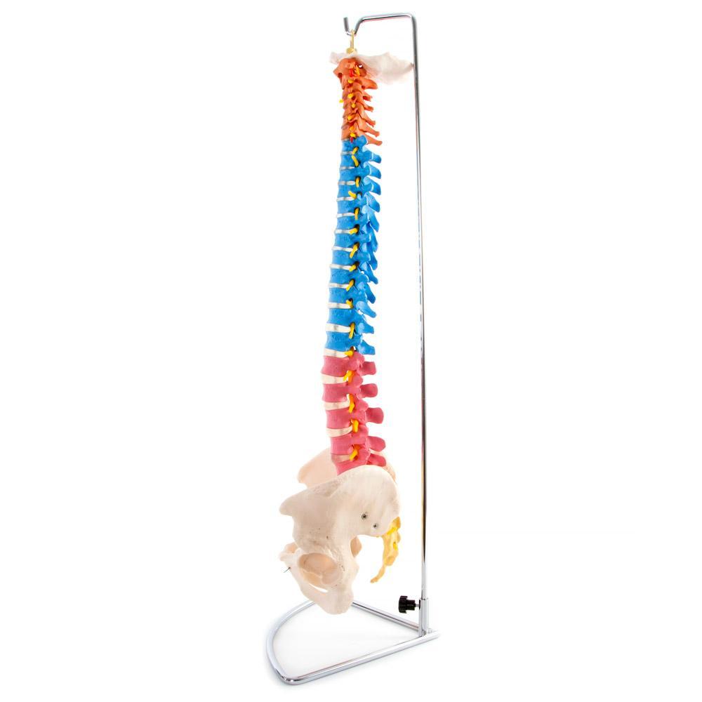 66Fit Anatomical Flexible Vertebral Column with Pelvis - Color-Coded Human Spine Model for Medical Study, Chiropractic Training & Physical Therapy Education | Perfect for Classroom, Clinic & Home Learning