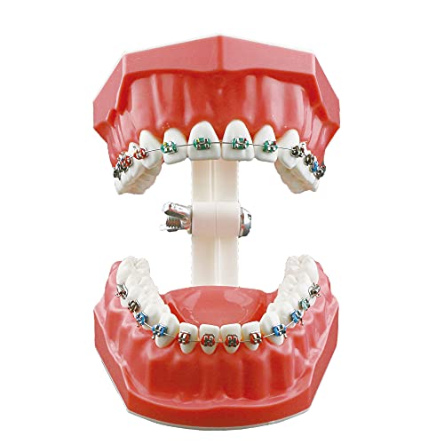 Orthodontic Typodont Tooth Model - Standard M7010-2 Teaching Teeth for Dental Students (1Pcs) | Perfect for Dental Education, Orthodontic Training & Practice Demonstrations