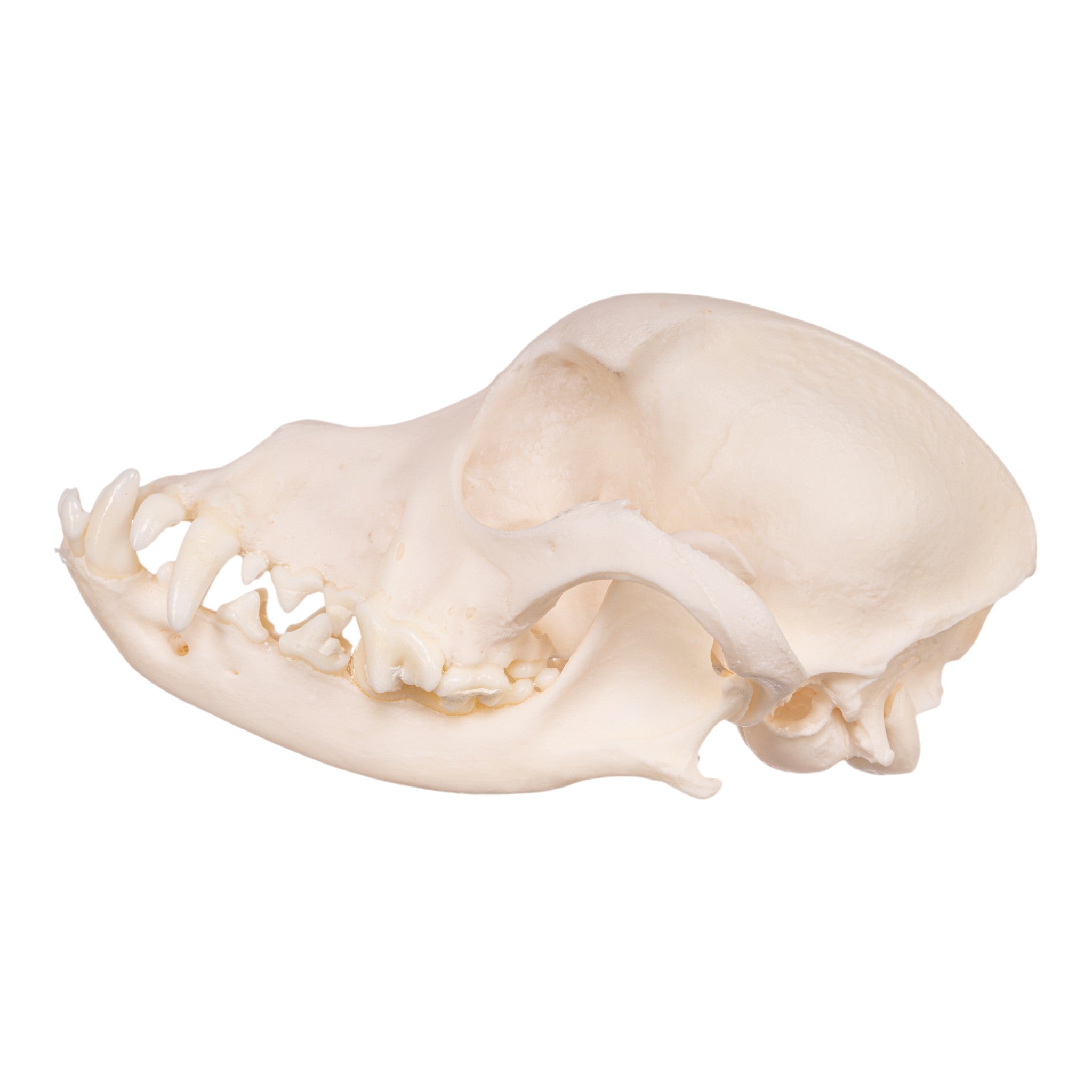 Authentic Maltese Dog Skull - Real Domestic Canine Skull for Veterinary Study, Taxidermy, and Educational Display | Perfect for Halloween Decor, Oddity Collections, and Science Classrooms