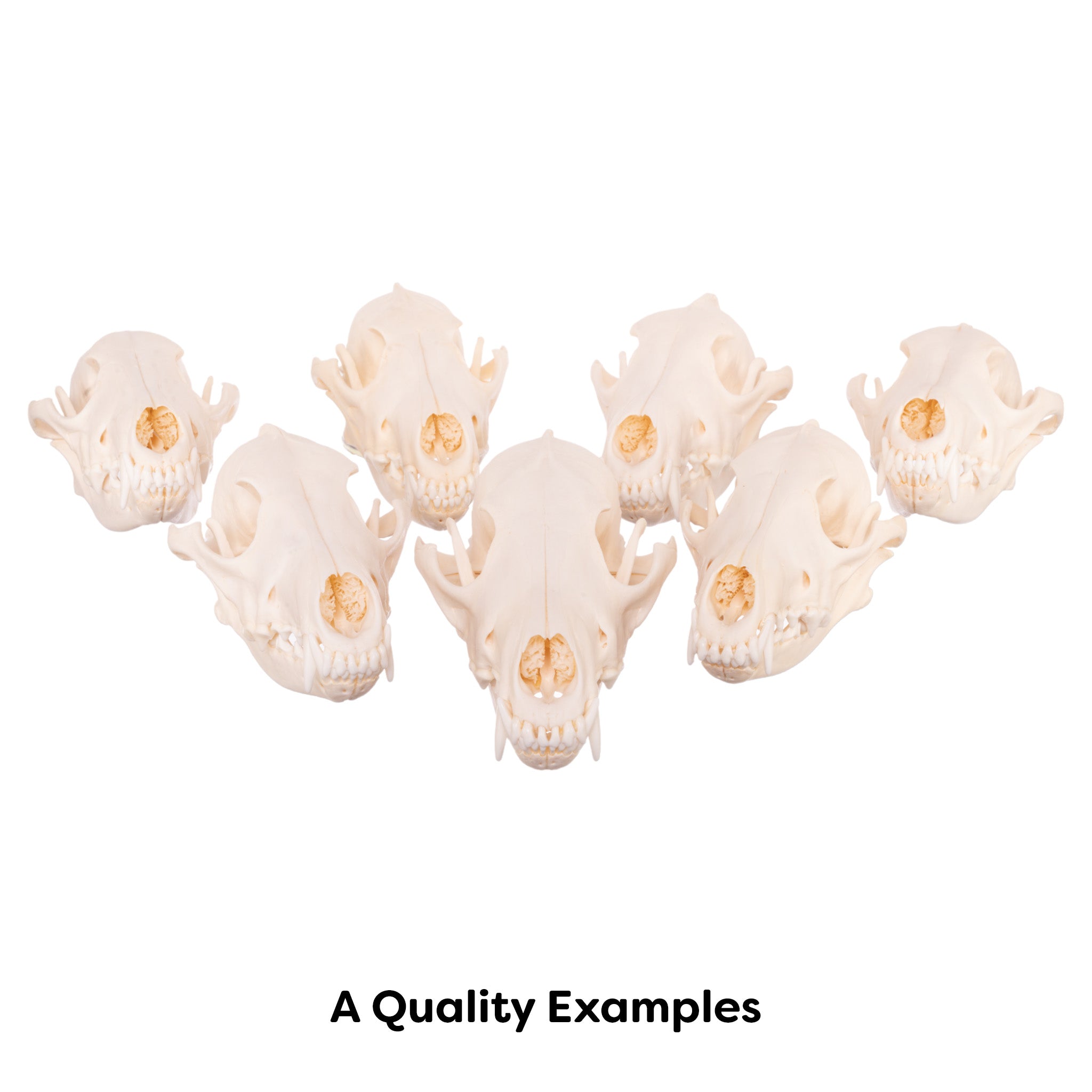 Authentic Real Coyote Skull - Taxidermy Specimen for Home Decor, Gothic Display, and Educational Use - Perfect for Halloween, Oddity Collections, and Science Classrooms