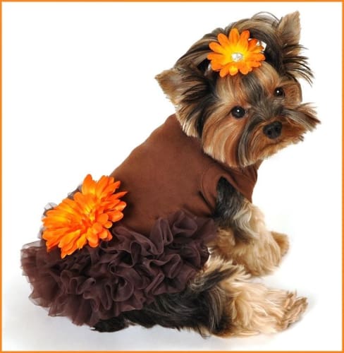 Autumn Brook Dog Dress - Cute & Comfortable Pet Clothes for Small & Medium Dogs - Perfect for Fall Walks, Photo Shoots & Special Occasions