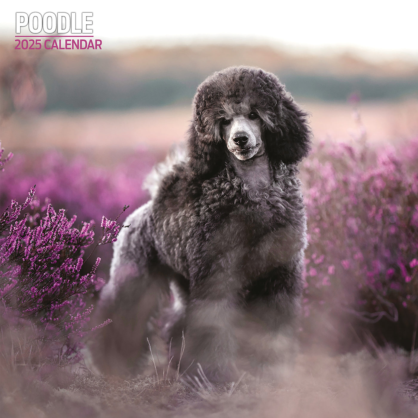2025 Poodle Themed Traditional Wall Calendar | Cute Dog Lover Gift | Perfect for Home, Office & School Organization