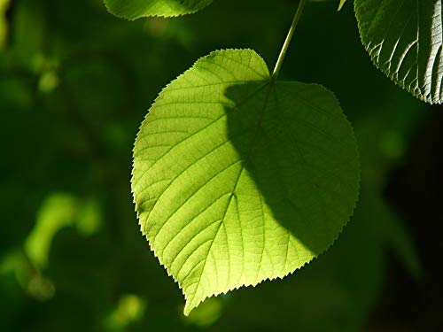 20x30 Inch Laminated Foliage Leaf Poster - Vibrant Colors & High-Quality Print - Perfect for Home Decor, Office Wall Art & Gift Giving - Fits Standard Picture Frames