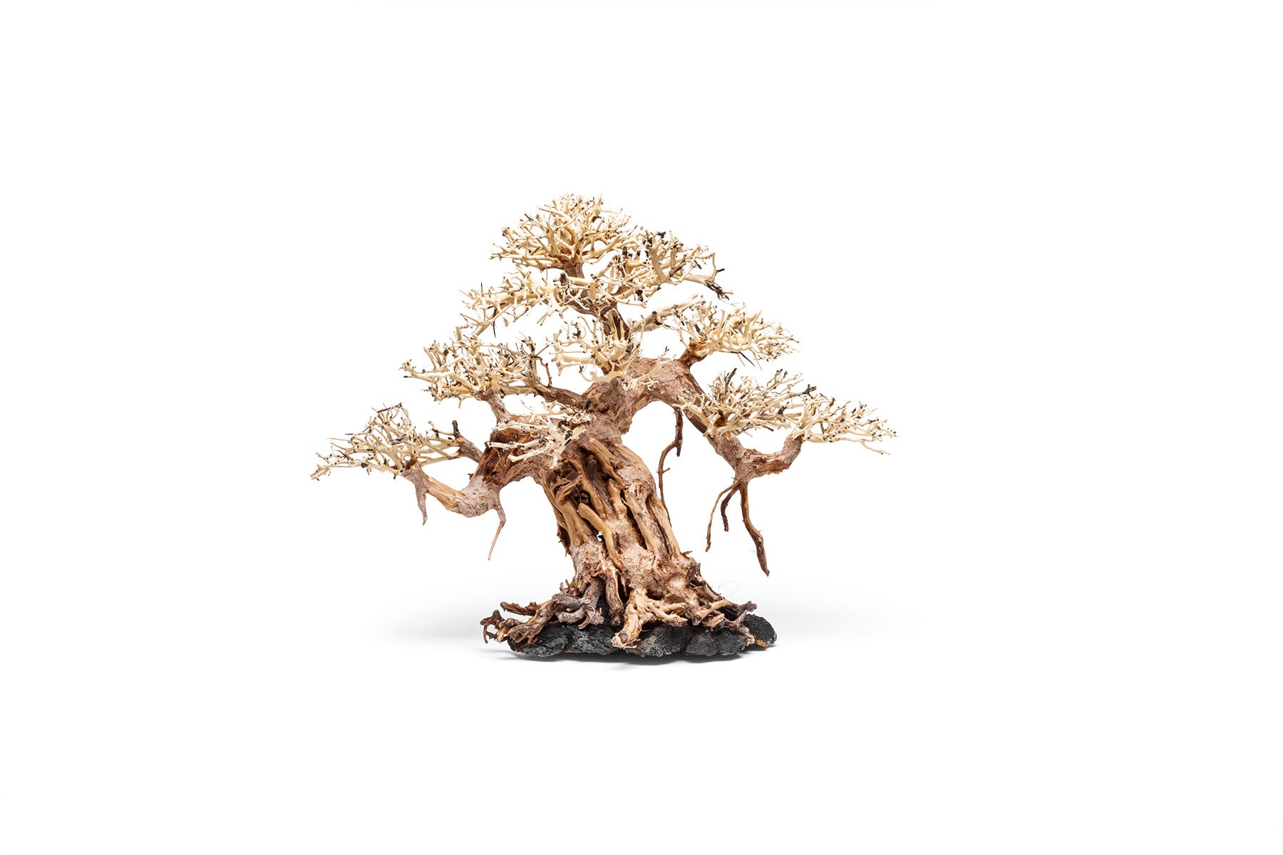 Premium Bonsai Tree Kit - Complete Starter Set for Indoor & Outdoor Gardening - Perfect for Home Decor, Office Zen Spaces & Gift Ideas