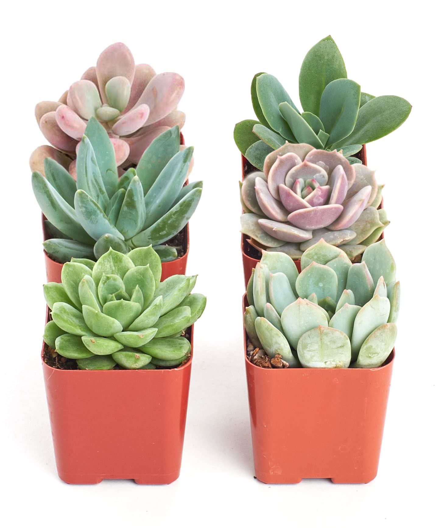 Shop Succulents | Live Succulent Plants Collection - 12 Hand-Picked Mini Succulents with Radiant Rosettes | Perfect for Home Decor, Office Desk & Gift Giving