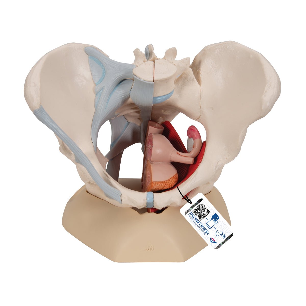 Female Pelvis Model with Ligaments, Muscles & Organs - Anatomical Study Tool for Medical Students, Doctors & Physical Therapists
