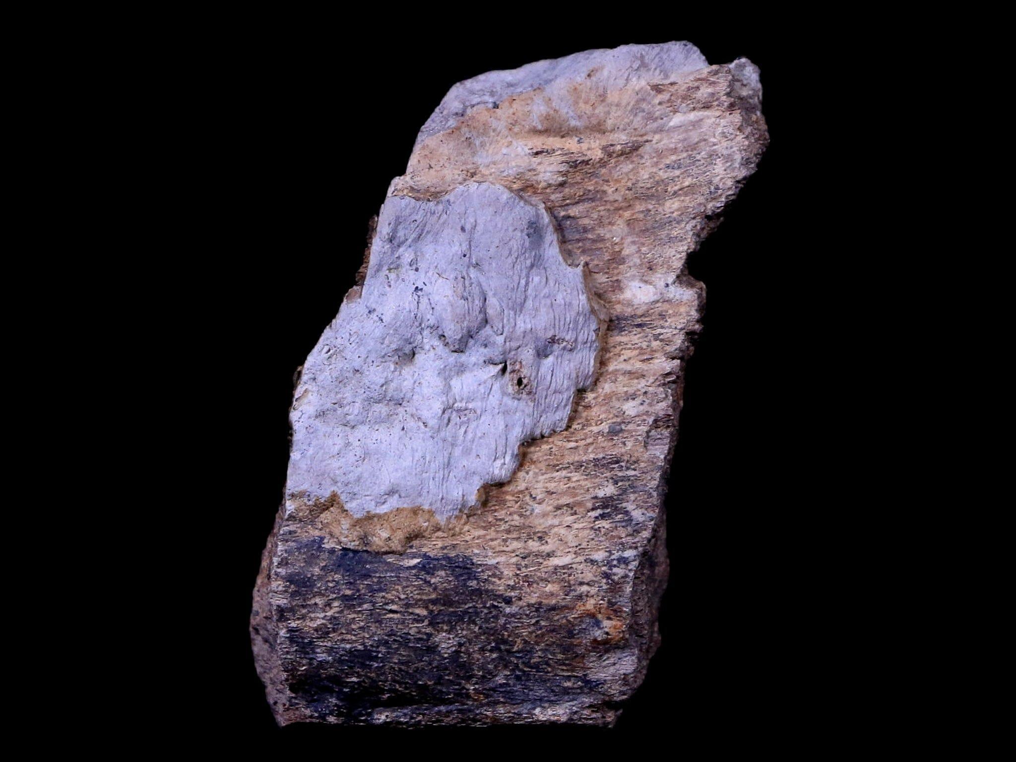 Authentic Gryposaurus Fossil Rib Bone - Duck-Billed Dinosaur Fossil from Judith River, Montana with COA | Rare Paleontology Specimen for Collectors, Museums & Educational Displays