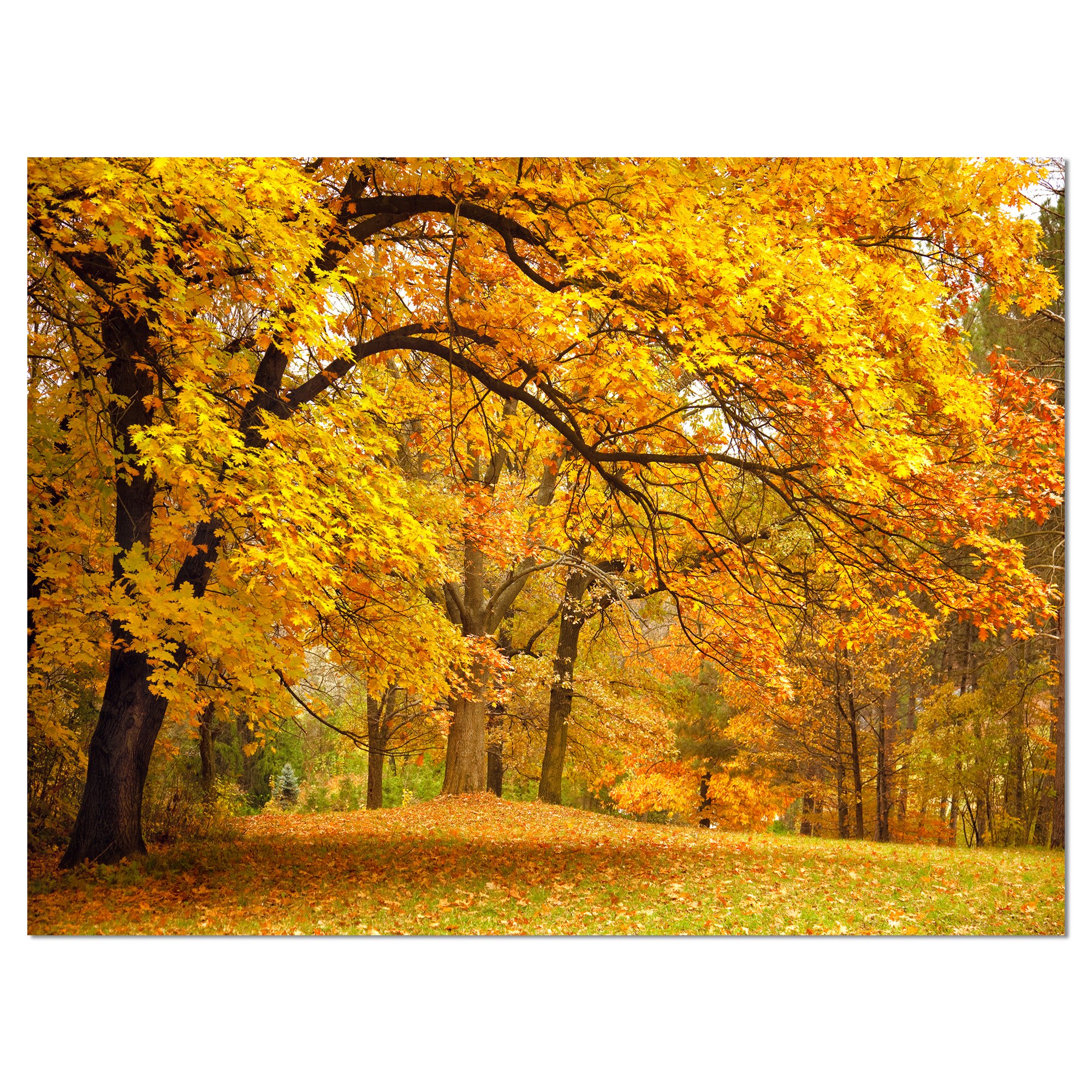 Golden Autumn Forest Landscape Photography Canvas Print - Stunning Nature Wall Art for Living Room, Bedroom & Office Decor