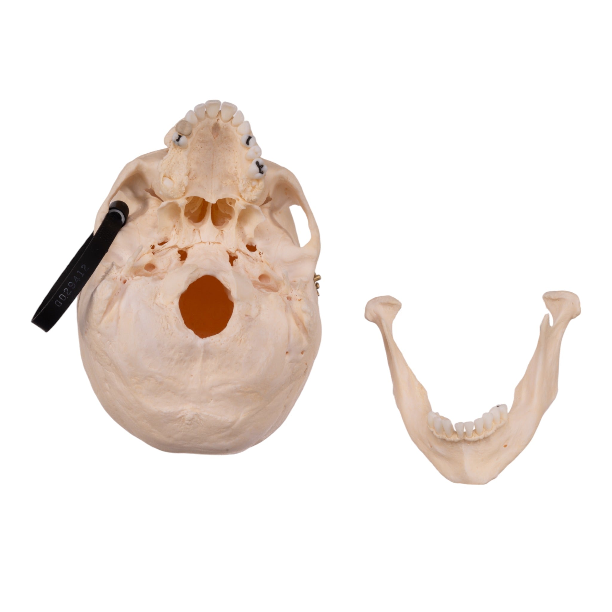 Premium Anatomical Human Skull Model - Accurate Medical & Educational Replica for Students, Doctors & Collectors | Perfect for Classroom, Lab Study & Halloween Decor