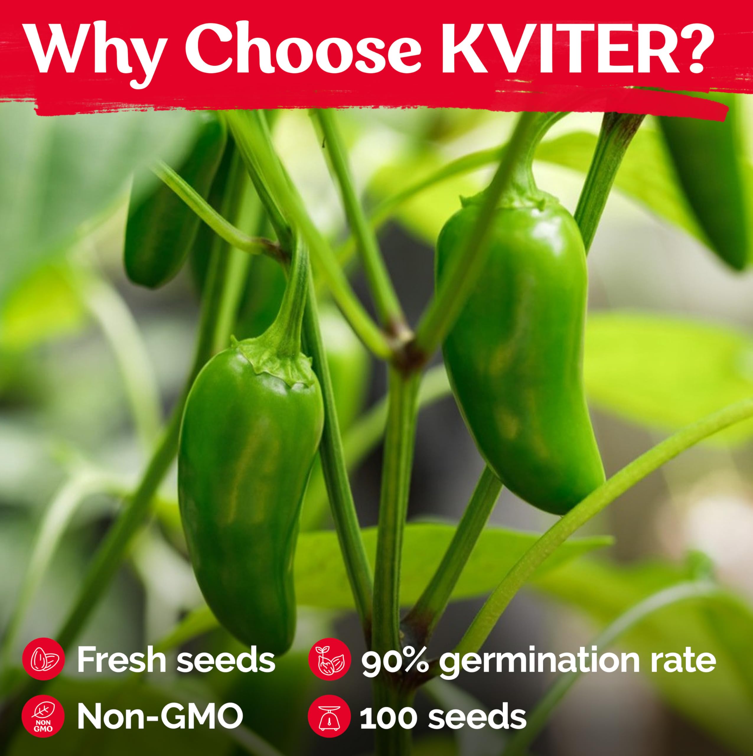 KVITER 100 Large Jumbo Jalapeno Seeds for Planting (Capsicum Annuum) – Heirloom Stuffer Pepper Seeds, Extra Large Hot Jalapeno Peppers – Vegetable Seeds for Indoor & Outdoor Gardening – Perfect for Salsa, Stuffing, and Mexican Cuisine