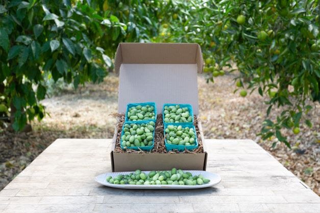 Organic Watermelon Gherkins - Crisp & Sweet Mini Cucumbers for Salads, Pickling & Healthy Snacking | Non-GMO, Gluten-Free