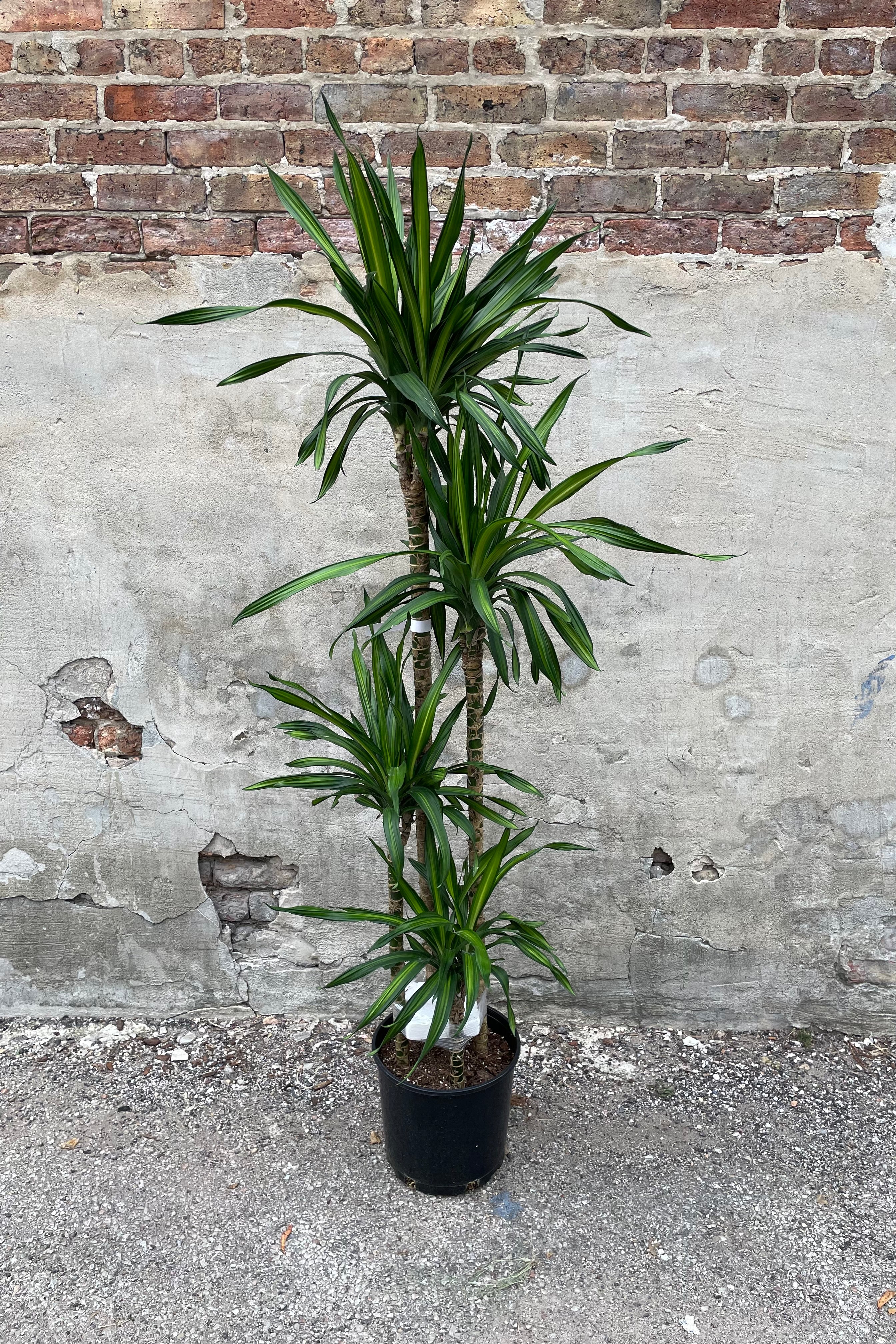 Dracaena deremensis 'Rikki' 10 Cane - Premium Indoor House Plant for Home & Office Decor, Air Purifying, Low Maintenance - Perfect for Living Room, Bedroom, or Workspace