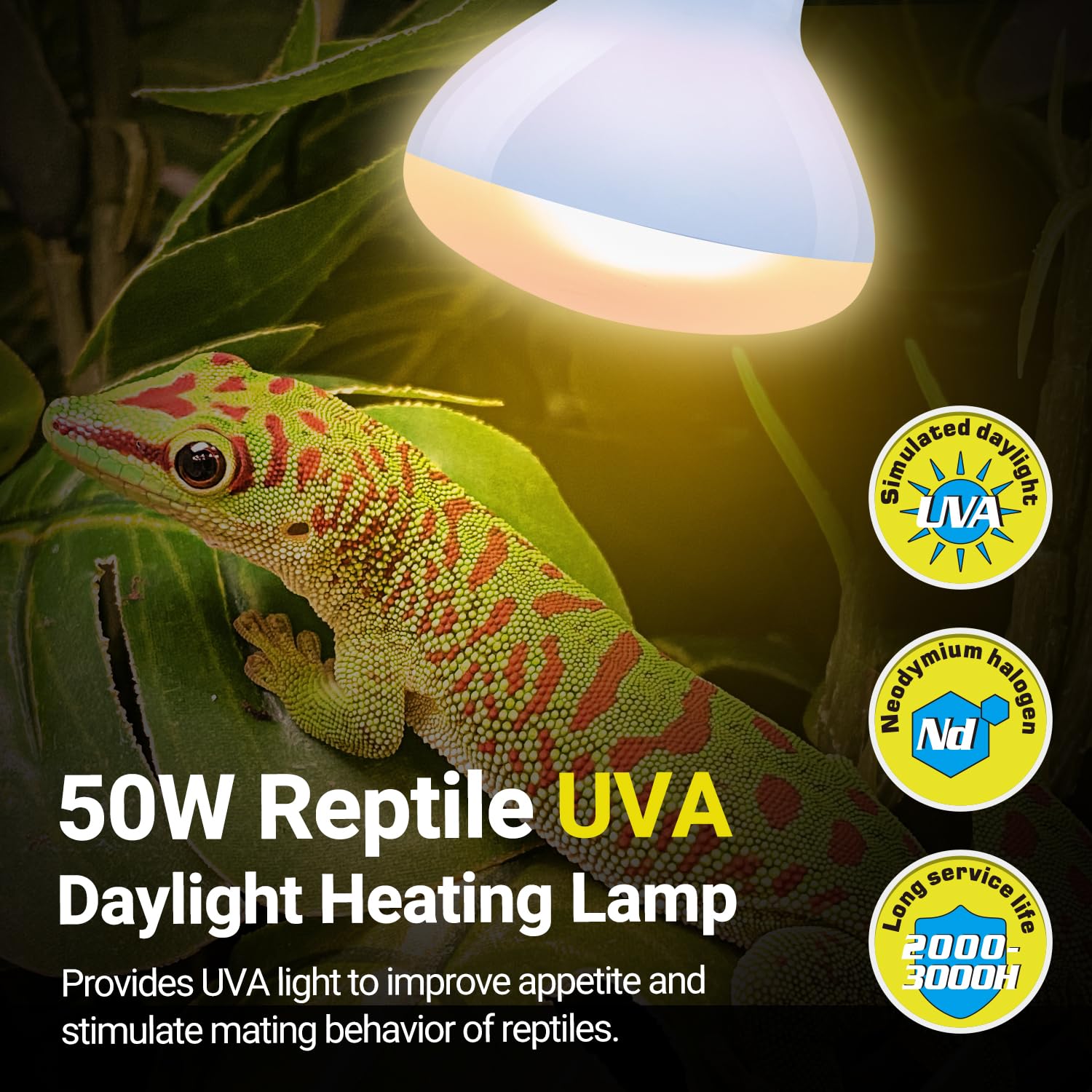 REPTIZOO Reptile Heat Lamp 2 Pack - 50W UVA Daylight Basking Spot Bulb for Bearded Dragons, Tortoises, Geckos & Chickens - Ideal for Terrariums, Vivariums & Reptile Habitats