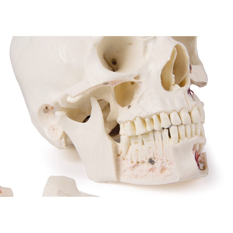 Premium 14-Part Deluxe Human Skull Model for Advanced Anatomy Studies - Ideal for Medical Students, Dentists & Science Classrooms