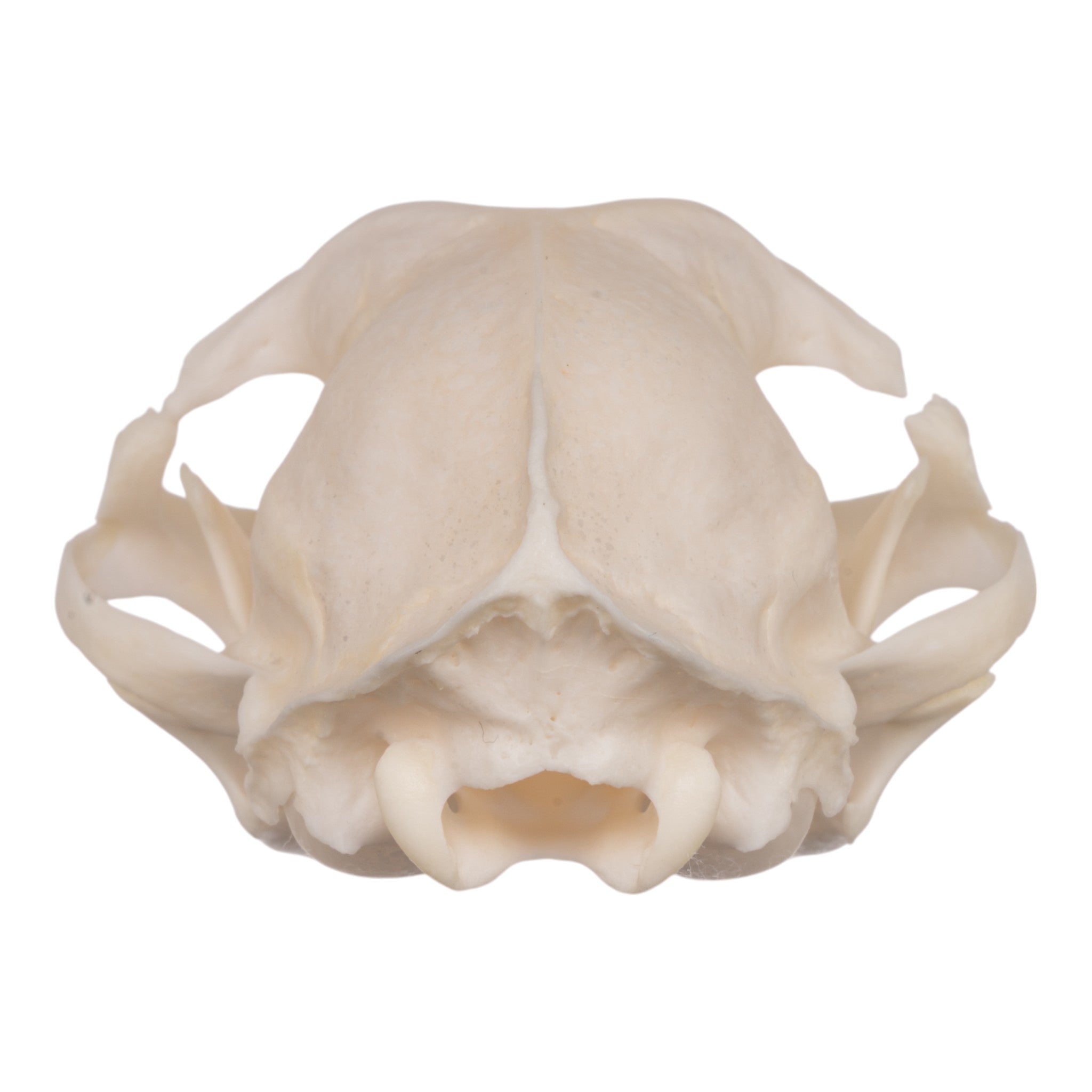 Authentic Domestic Cat Skull Specimen for Veterinary Study & Dental Anatomy Education - Perfect for Veterinary Students, Taxidermy Collectors, and Halloween Decor