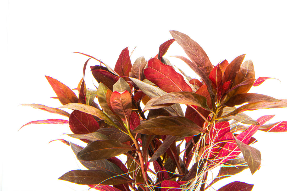 Alternanthera Reineckii Aquatic Plant - Live Aquarium Plants for Fish Tanks, Ponds & Terrariums | Perfect for Aquascaping & Water Gardens
