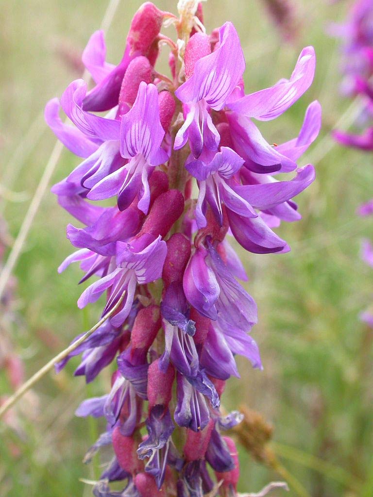 Organic Astragalus Bisulcatus Seeds (Two-Grooved Milk Vetch) - 1 oz Pack (6000+ Seeds) for Gardening, Herbal Remedies & Landscaping