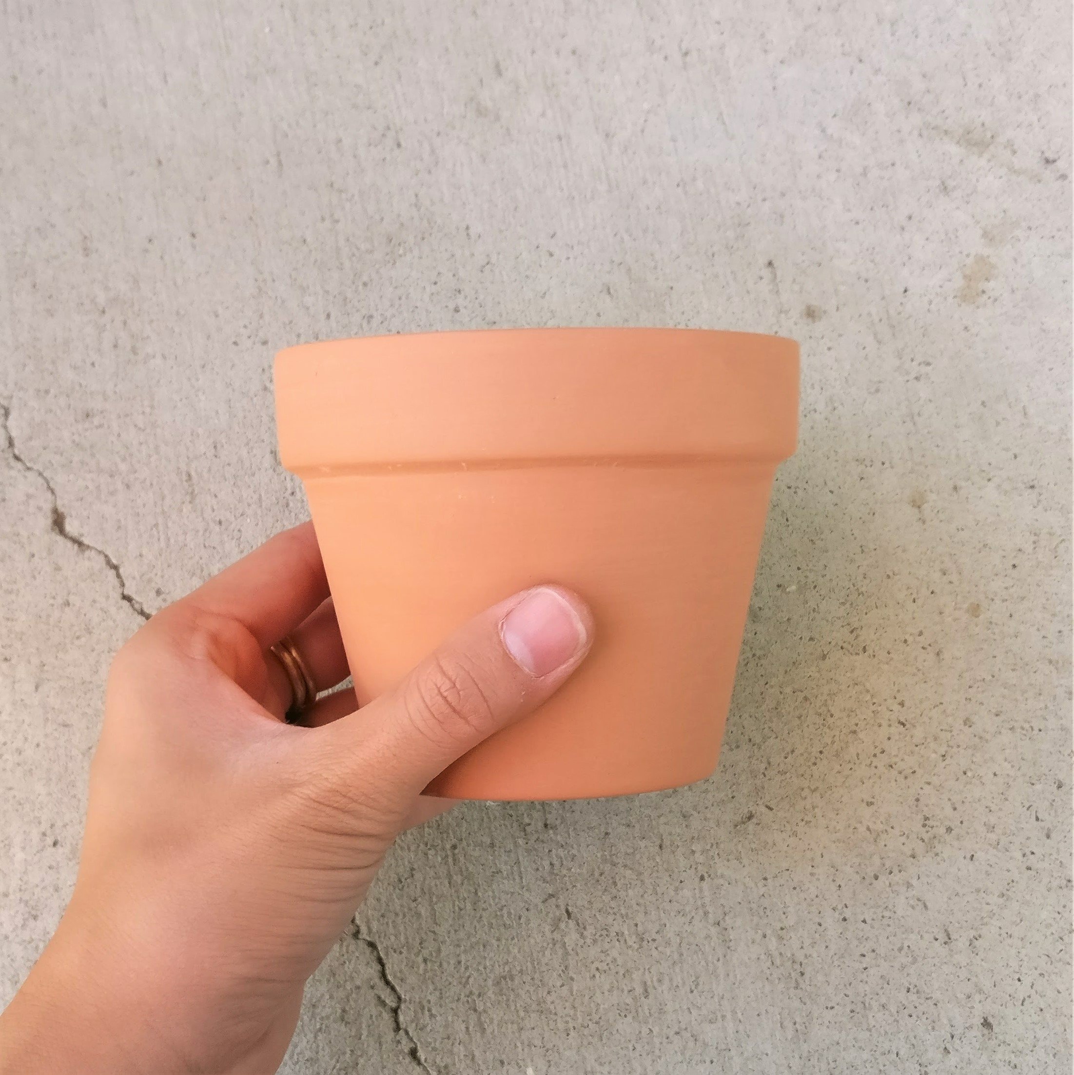 Blue Rose Echeveria Succulent Plant (4 Inch) with Clay Pot - Perfect for Home Decor, Office Desk & Garden Arrangements
