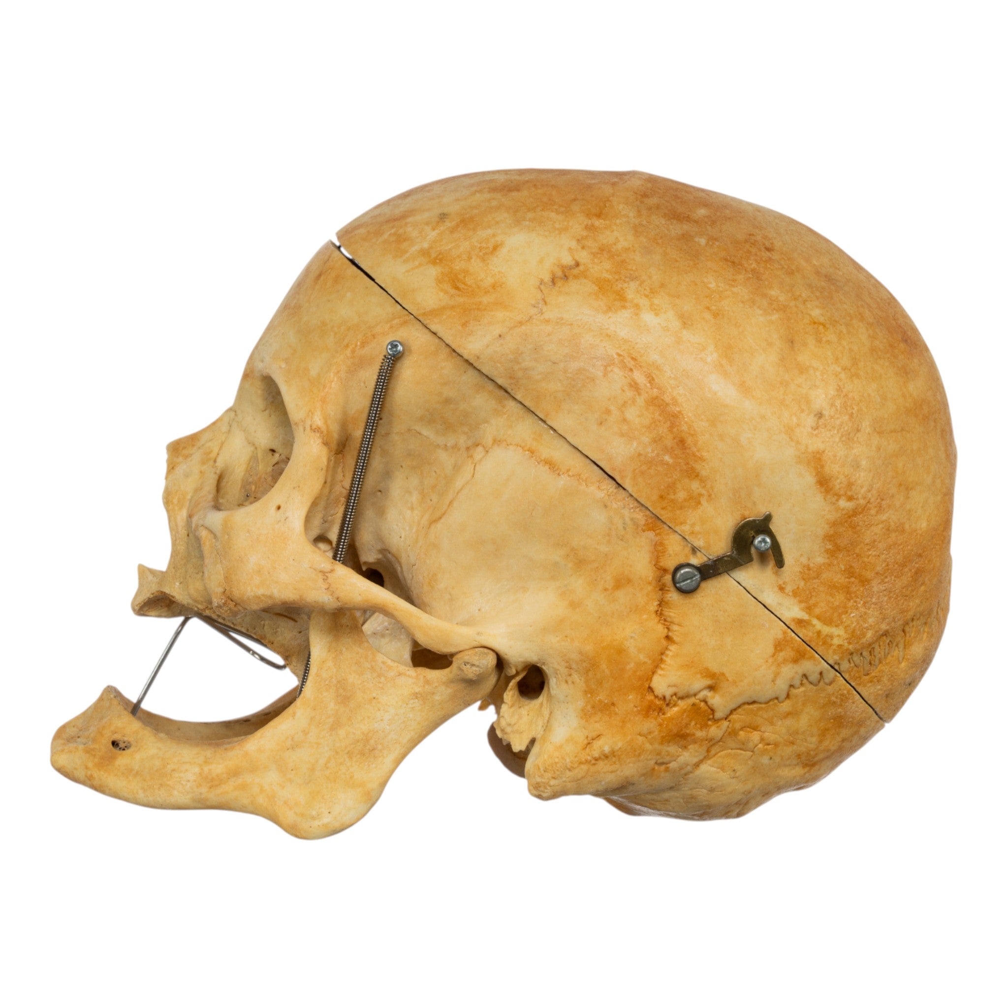 Authentic Real Human Skull Replica - Medical Education, Halloween Decor, Horror Movie Prop & Gothic Home Decor