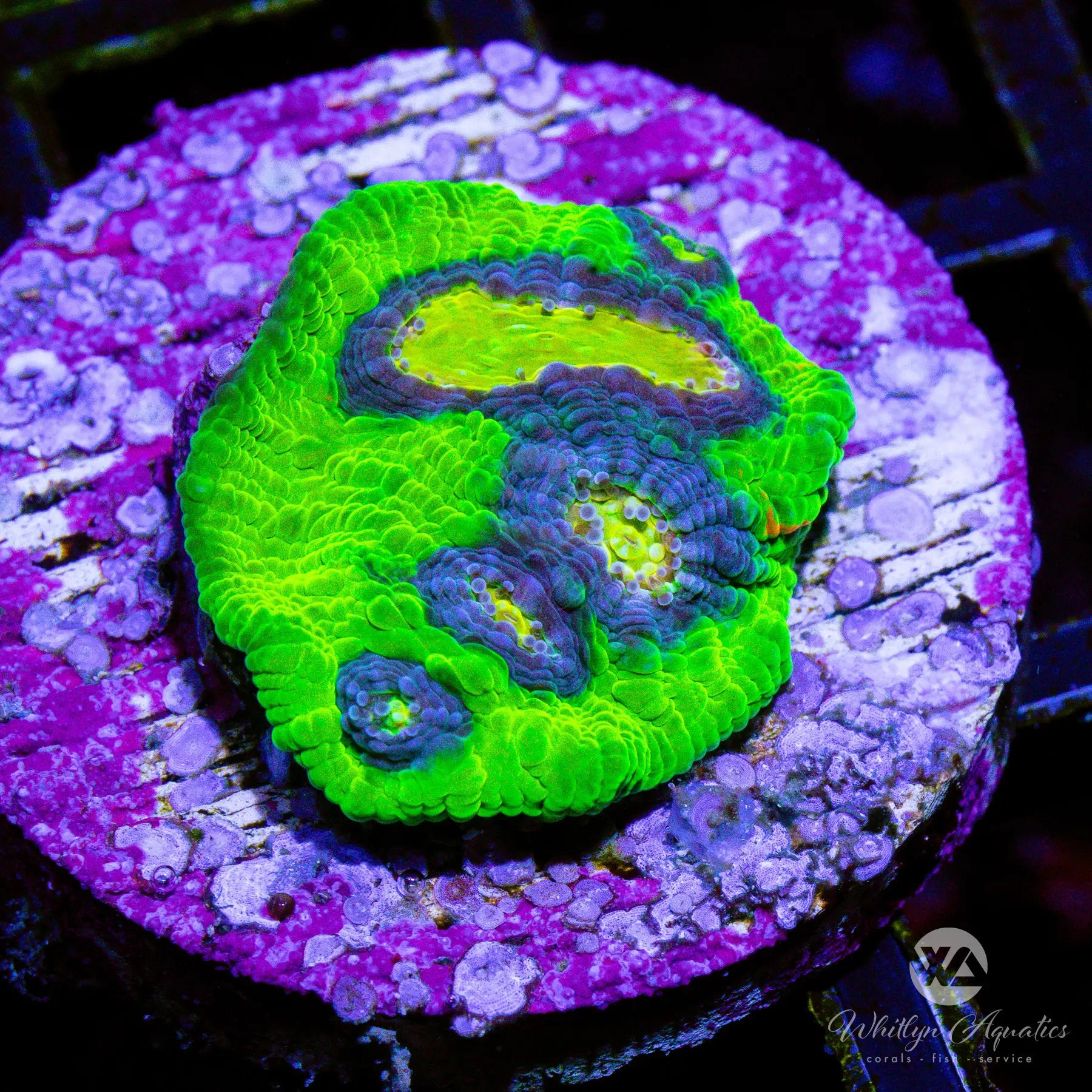 L4 Raja Rampage Chalice Coral - Premium WYSIWYG Live Coral for Saltwater Aquariums | Perfect for Reef Tanks and Marine Displays