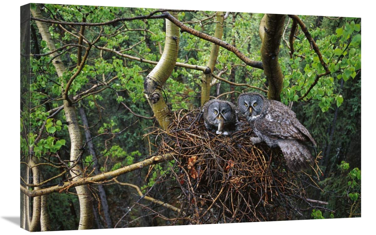 20 x 30 Inch Great Gray Owl Pair Nesting Art Print - North American Wildlife Wall Decor by Michael Quinton | Perfect for Living Room, Bedroom & Office Decor