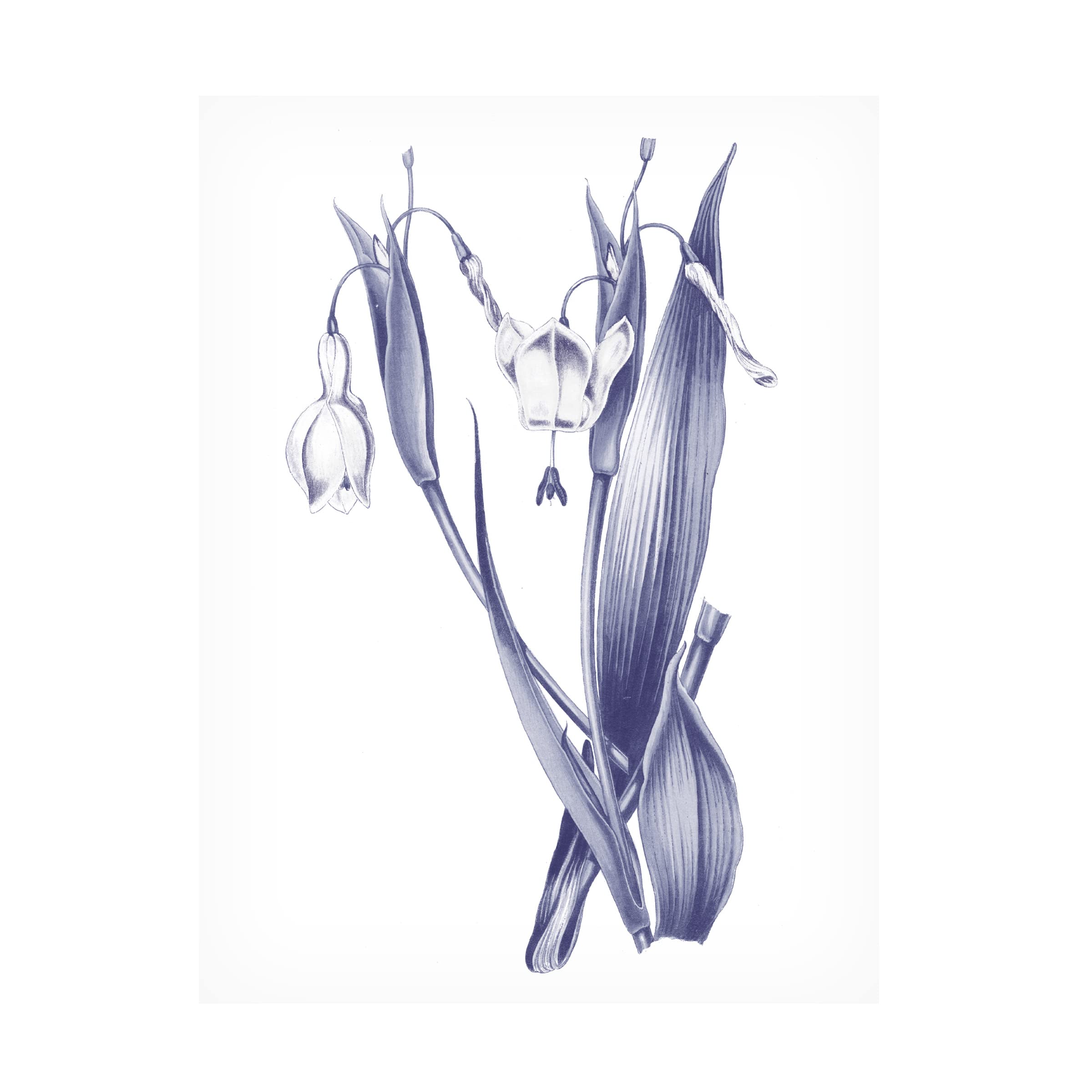 Wild Apple Portfolio 'Dark Blue Botanical II' Canvas Art Print - 14x19 Inches, Modern Home Decor for Living Room, Bedroom & Office
