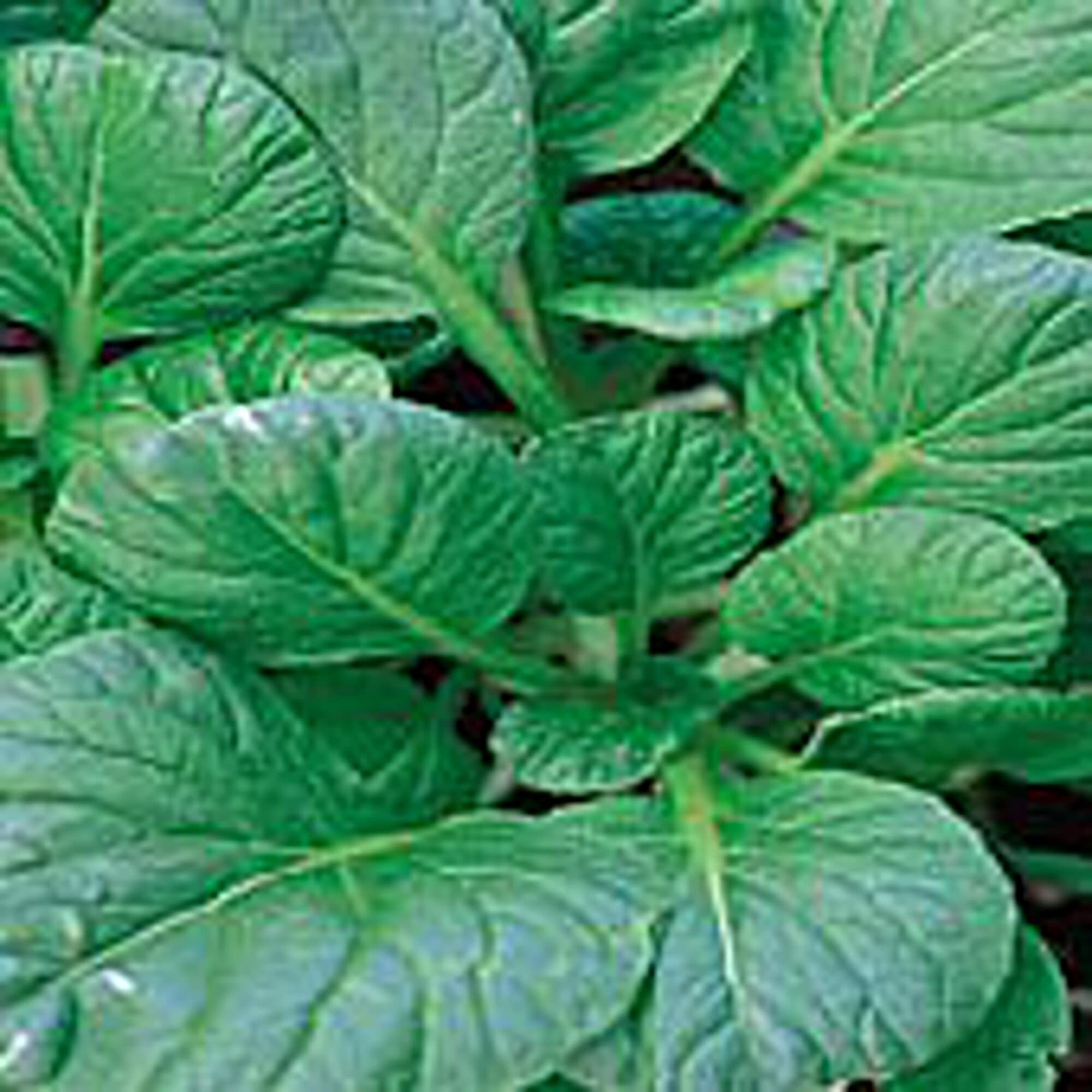 Tatsoi Improved Mustard Seeds (20+ Seeds) | Non-GMO Vegetable & Herb Seeds for Planting | Home Garden, Greenhouse & Indoor Gardening | Fresh Salad Greens & Stir-Fry Ingredients