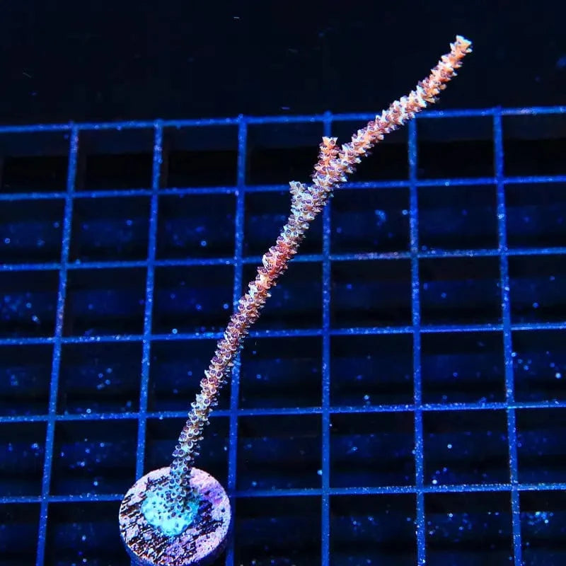 Live Aquacultured Gorgonian Coral for Saltwater Reef Tanks - Beautiful Marine Aquarium Decoration for Coral Lovers