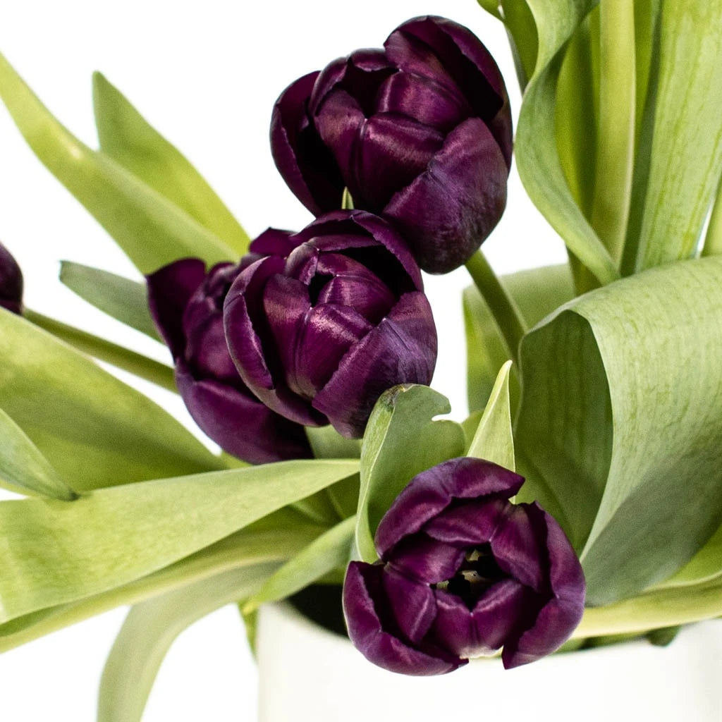 Black Jack Tulip Bulbs - Premium Dark Purple Tulip Flowers for Garden Planting | Perfect for Spring Gardens, Landscaping & Floral Arrangements