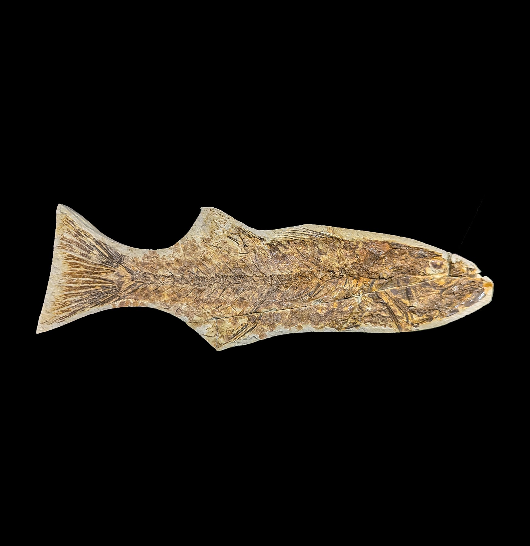 Premium Mioplosus Labracoides Fossil Fish Plate - Authentic Prehistoric Fish Fossil Specimen for Collectors, Museums & Home Decor - Perfect for Paleontology Displays & Educational Use