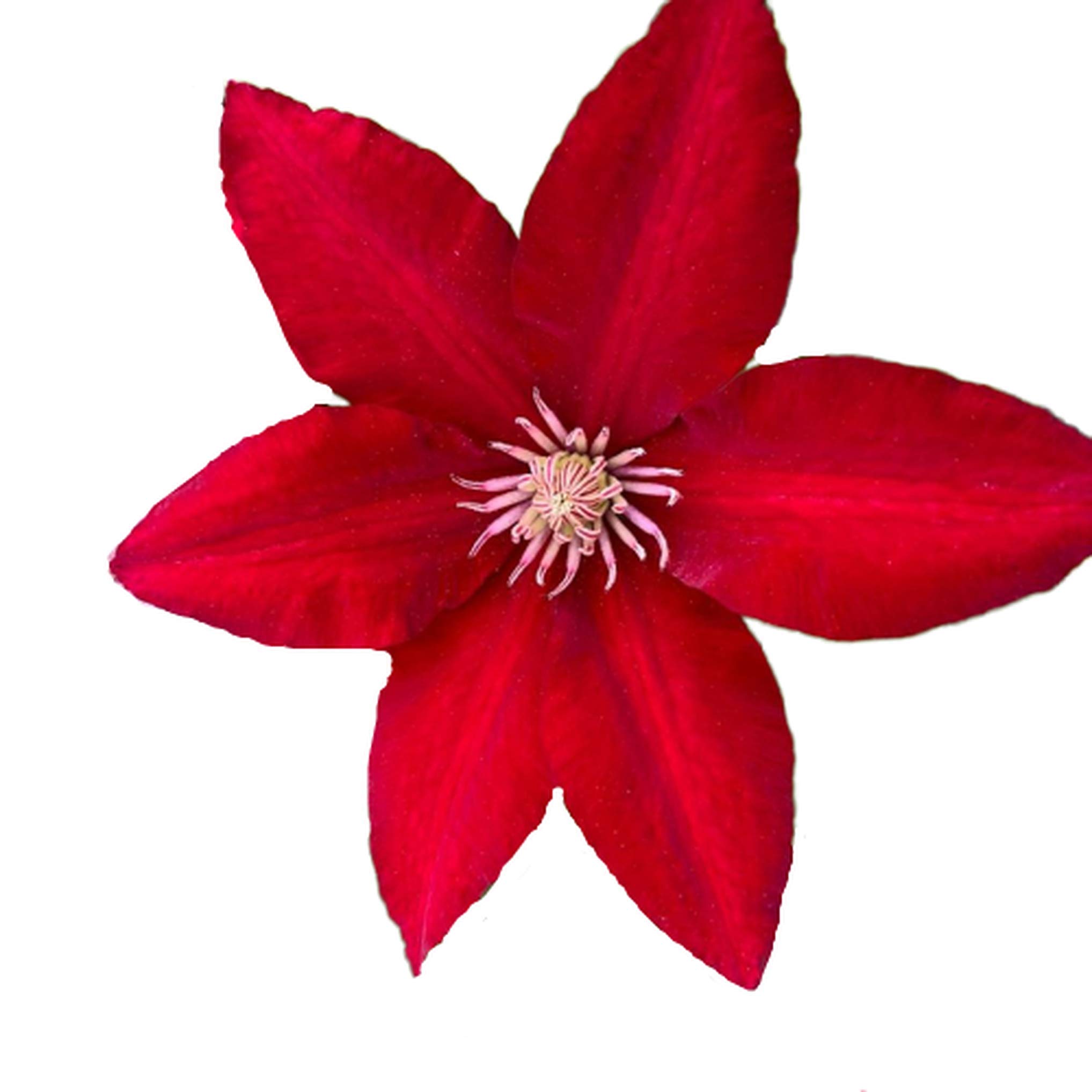 Bright Red Clematis Seeds - 25 Pack Evergreen Flowering Vine Seeds for Hanging Gardens, Perennial Climbing Plants with Vibrant Red Blooms | Perfect for Trellises, Fences & Container Gardening