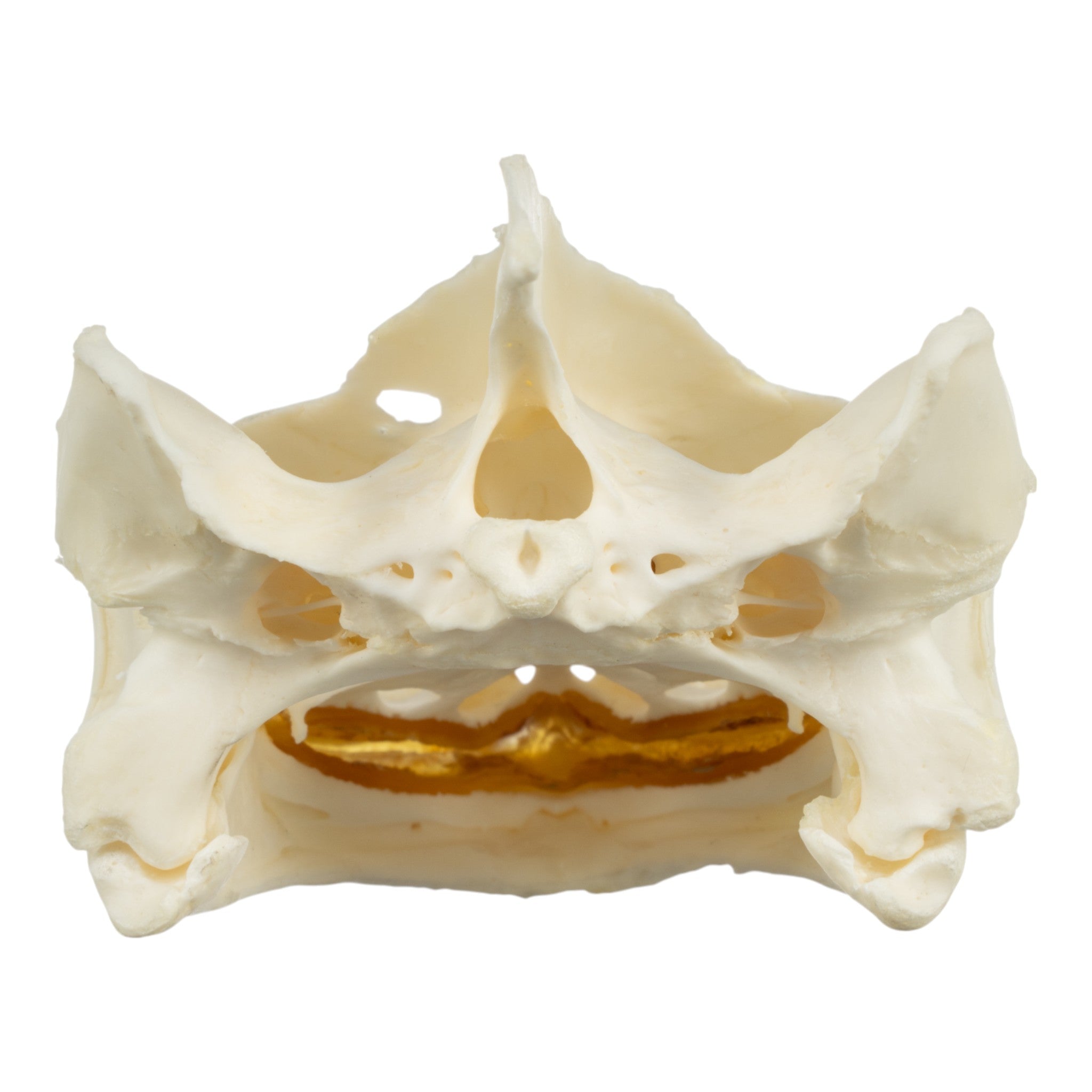 Authentic Snapping Turtle Skull Specimen - Real Animal Skull for Pathology Study, Biology Education & Taxidermy Display - Perfect for Science Classrooms, Oddity Collections & Gothic Decor