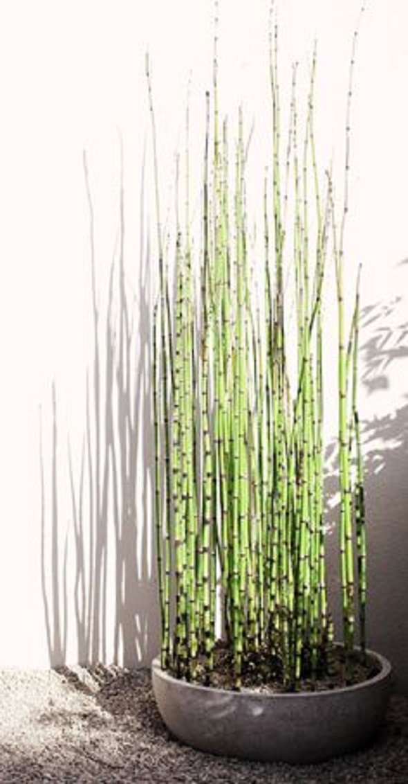 10 Pack Horsetail Plants for Koi Ponds - Natural Bamboo-Like Aquatic Plants for Water Gardens, Ponds & Aquariums - Perfect for Landscaping, Backyard Decor & Fish Tank Environments