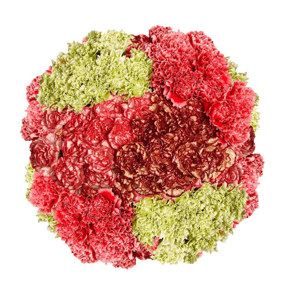 300 Fresh Novelty Carnations Bouquet - Premium Wedding, Birthday, Anniversary & Bridal Shower Flowers - Home Decor & Gift Delivery - Perfect for Centerpieces, Romantic Gifts & Special Occasions