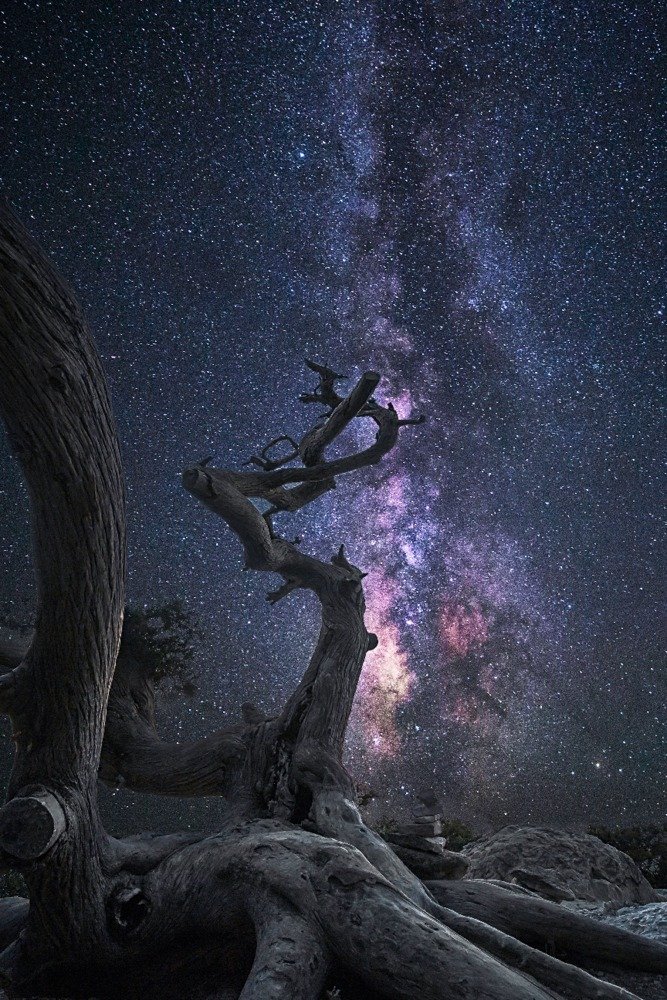 Lantern Press Tree and Milky Way Stars Wall Art - 12x18 Wrapped Canvas Print for Home Decor, Living Room & Bedroom - Nature Inspired Space Themed Artwork